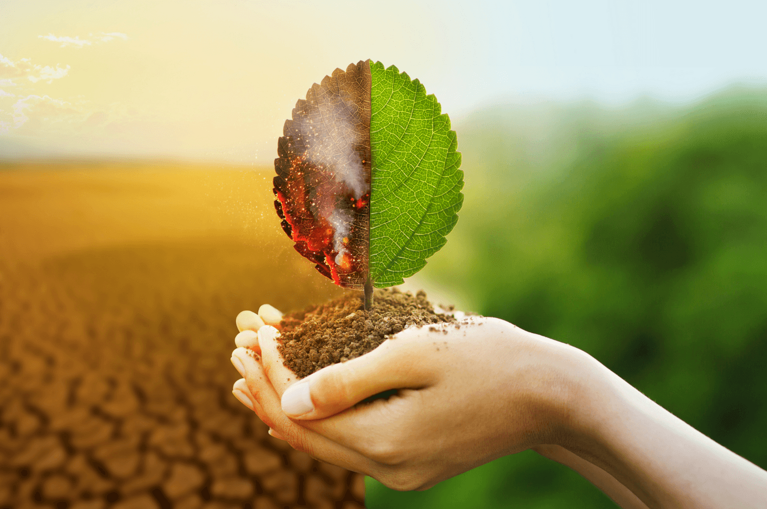 environmental science
